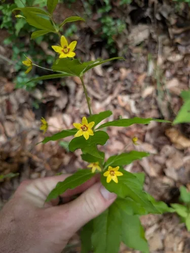 Whorled Yellow Loosestrife — photo by Matt Yeates