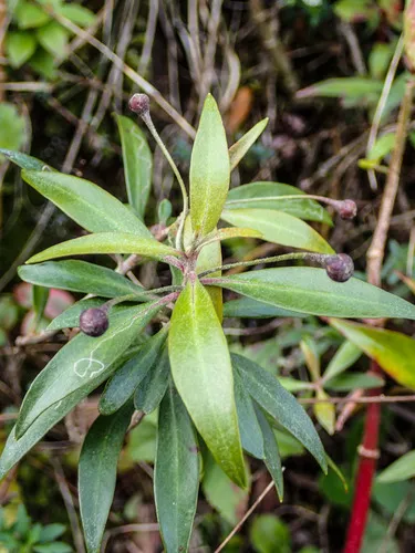 Shiny-leaf Yellow Loosestrife — photo by Kenneth R. Wood (NTBG)