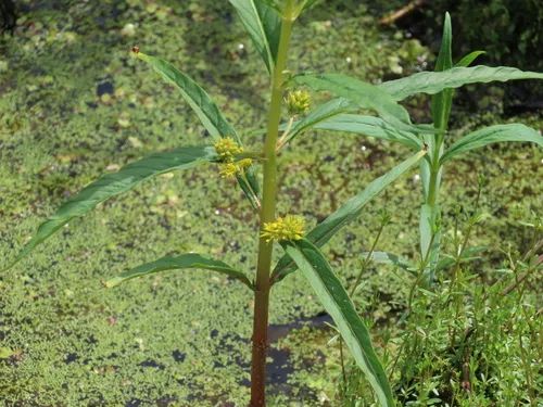 Tufted Loosestrife
