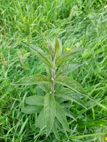 Garden Yellow Loosestrife — photo by pumpel3000