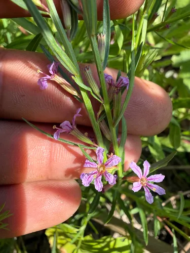 California Loosestrife