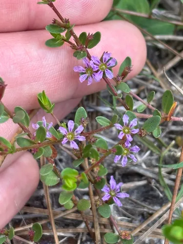 Florida Loosestrife