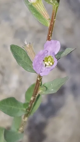 Low Loosestrife
