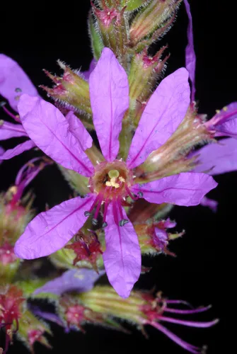 Purple Loosestrife — photo by Douglas Goldman