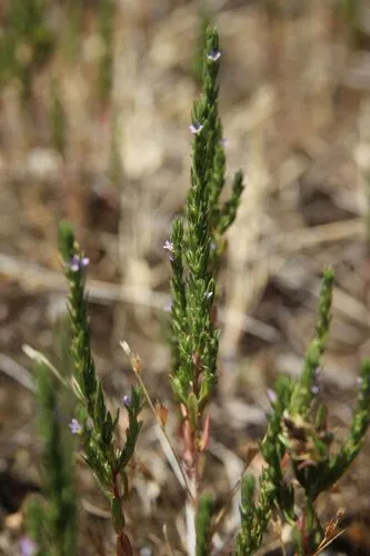 Thymeleaf Loosestrife — photo by Olivier Argagnon