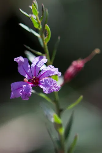 European Wand Loosestrife