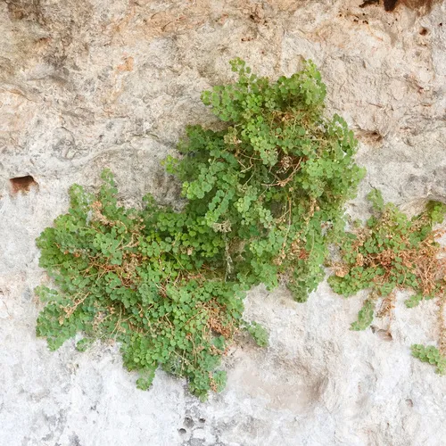 Brittlestem — photo by brutledge