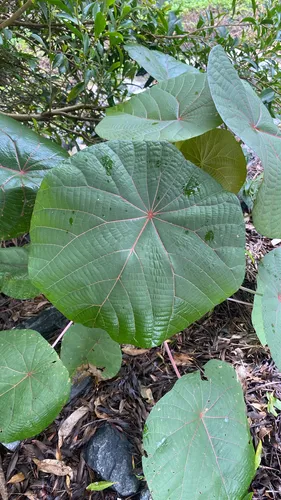 Parasol Leaf Tree