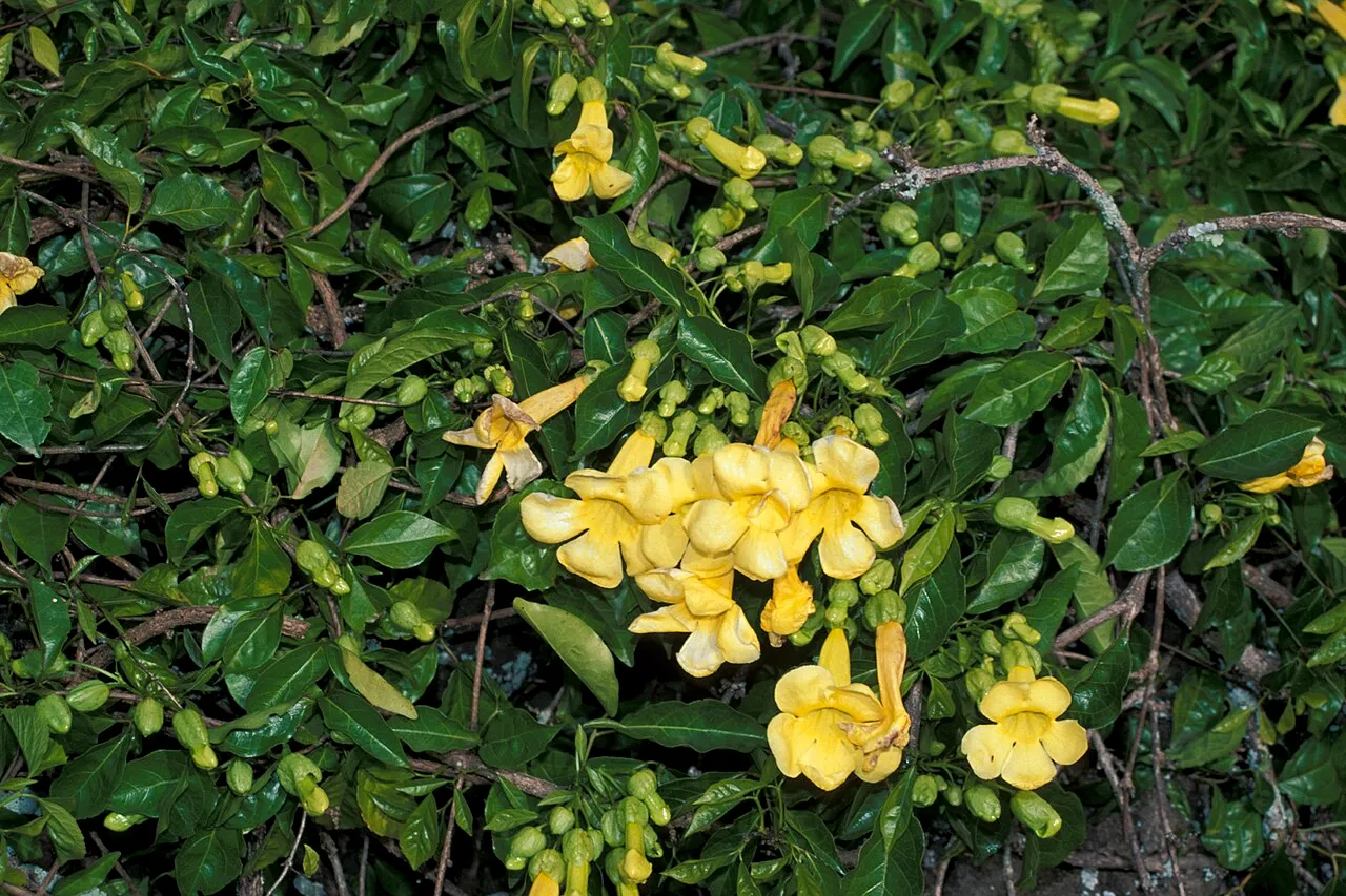 Catclawvine — photo by Forest & Kim Starr