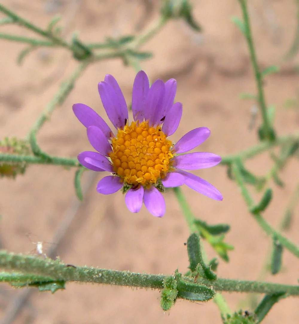 Hoary Tansyaster