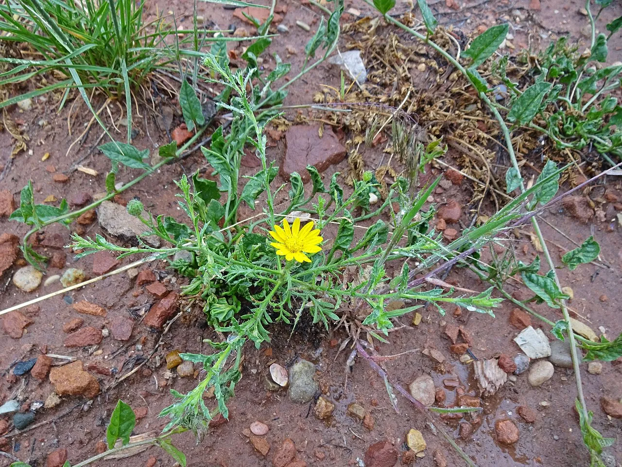 Slender Goldenweed — photo by Andrey Zharkikh from Salt Lake City, USA