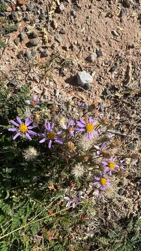 Mesa Tansyaster — photo by worldamingo
