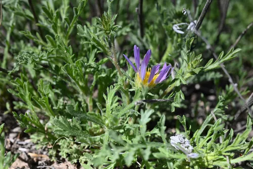 Tanseyleaf Tansyaster