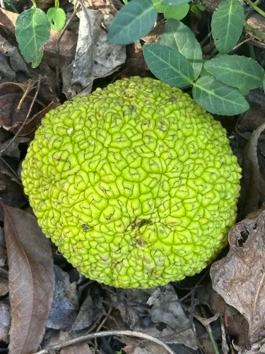 Osage-orange — photo by Brian Finzel