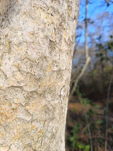 Fustictree