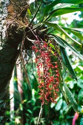 Longgland Orchid — photo by James G. Graham