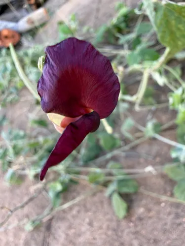 Purple Bushbean
