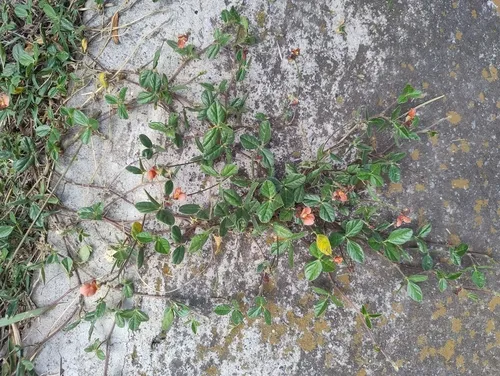 Variableleaf Bushbean