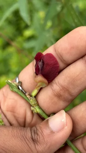 Wild Bushbean