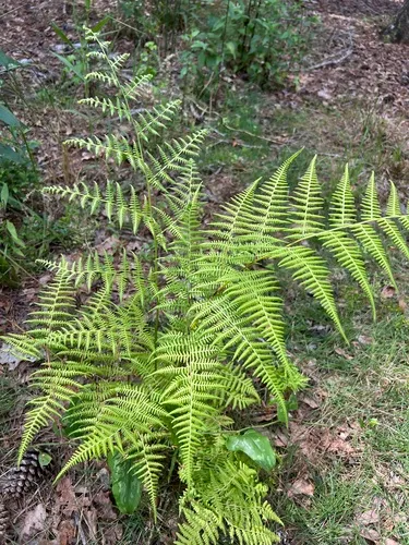 Swordfern — photo by kommissar
