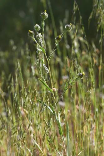 Plumpseeded Madia