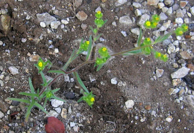 Small Tarweed — photo by Anthony Valois and the National Park Service