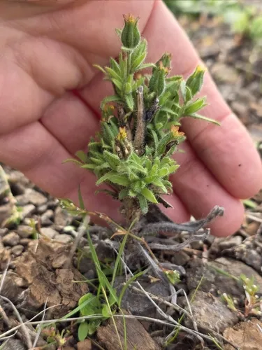 Mountain Tarweed