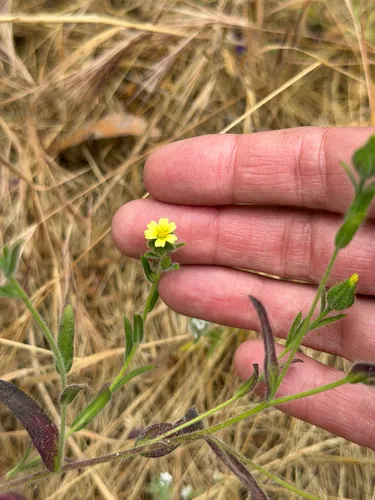 Grassy Tarweed