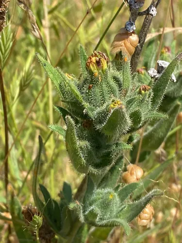 Coast Tarweed