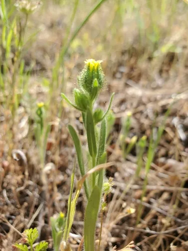 Slender Tarweed — photo by Rob Irwin