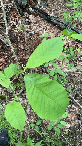 Cucumber Tree