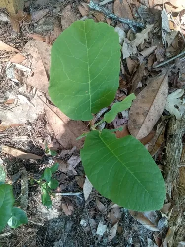 Ashe's Magnolia