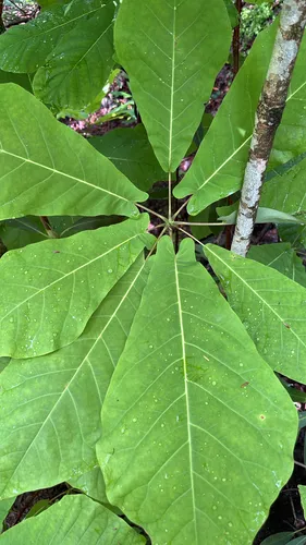 Mountain Magnolia