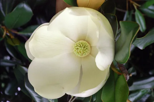 Southern Magnolia — photo by Bob