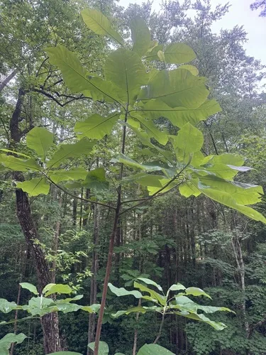 Bigleaf Magnolia