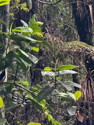 Puerto Rico Magnolia
