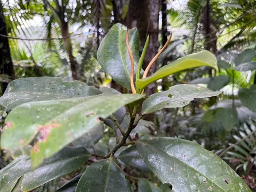 Laurel Magnolia