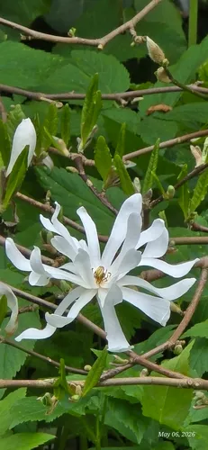 Star Magnolia — photo by nanamaw