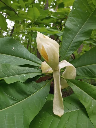 Umbrella-tree — photo by kidneymoth