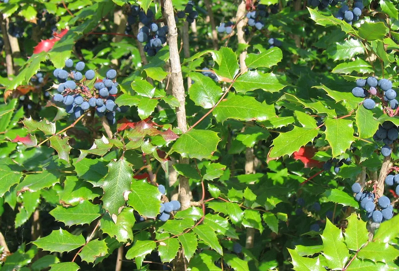 Hollyleaved Barberry