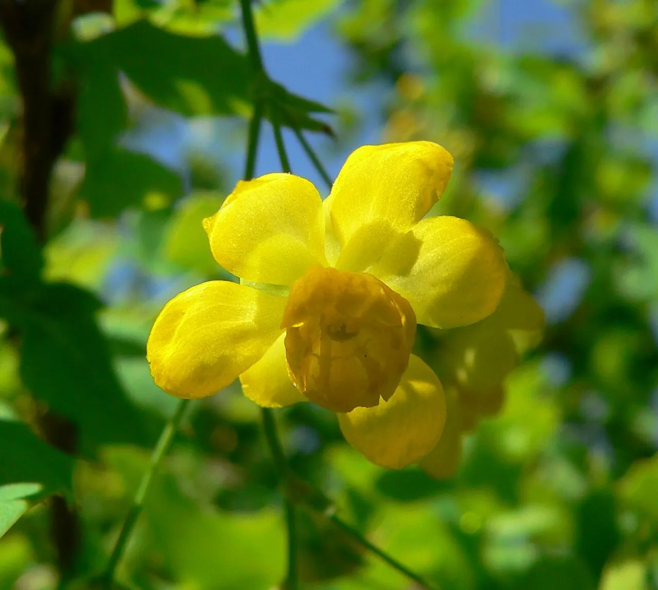 Fremont's Mahonia