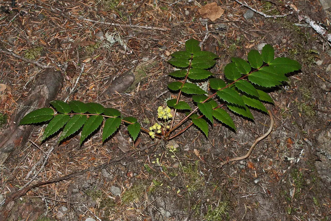 Cascade Barberry