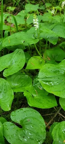 False Lily Of The Valley
