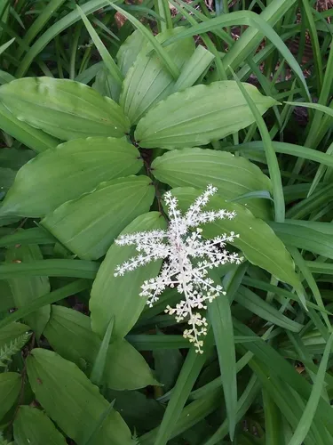 Feathery False Lily Of The Valley
