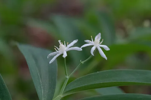 Starry False Lily Of The Valley — photo by beast_mode