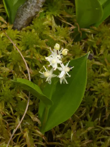 Threeleaf False Lily Of The Valley