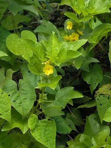 Yellow Leafbract