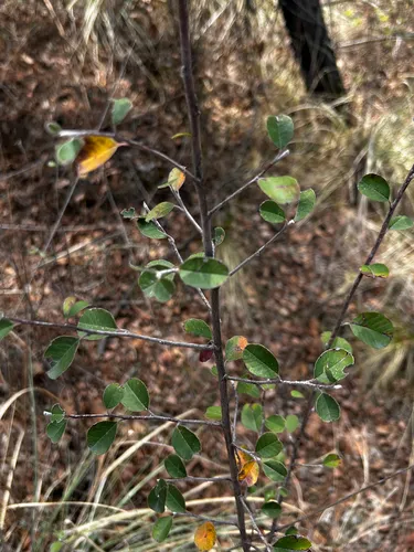 Southern False Serviceberry — photo by Miguel Hernandez Alva