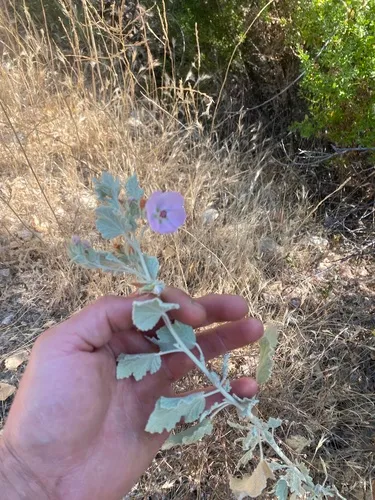 Abbot's Bushmallow