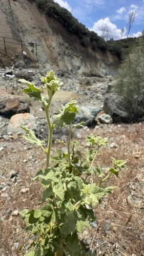 Gray Bushmallow